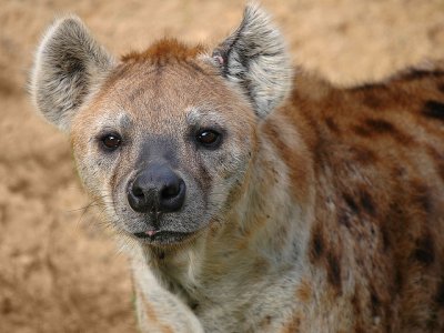 Hyena Face.jpg